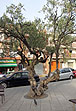 Пинеда де Мар, оливковое дерево